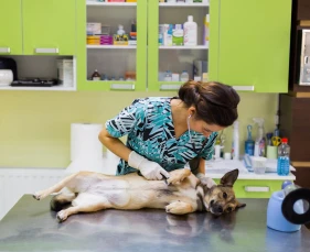 BỆNH VIÊM PHỔI TRÊN CHÓ