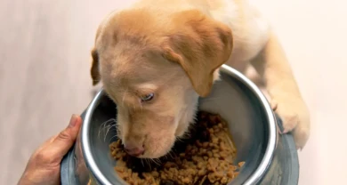 Chăm sóc chó con mồ côi hoặc chó mẹ ít sữa đúng cách