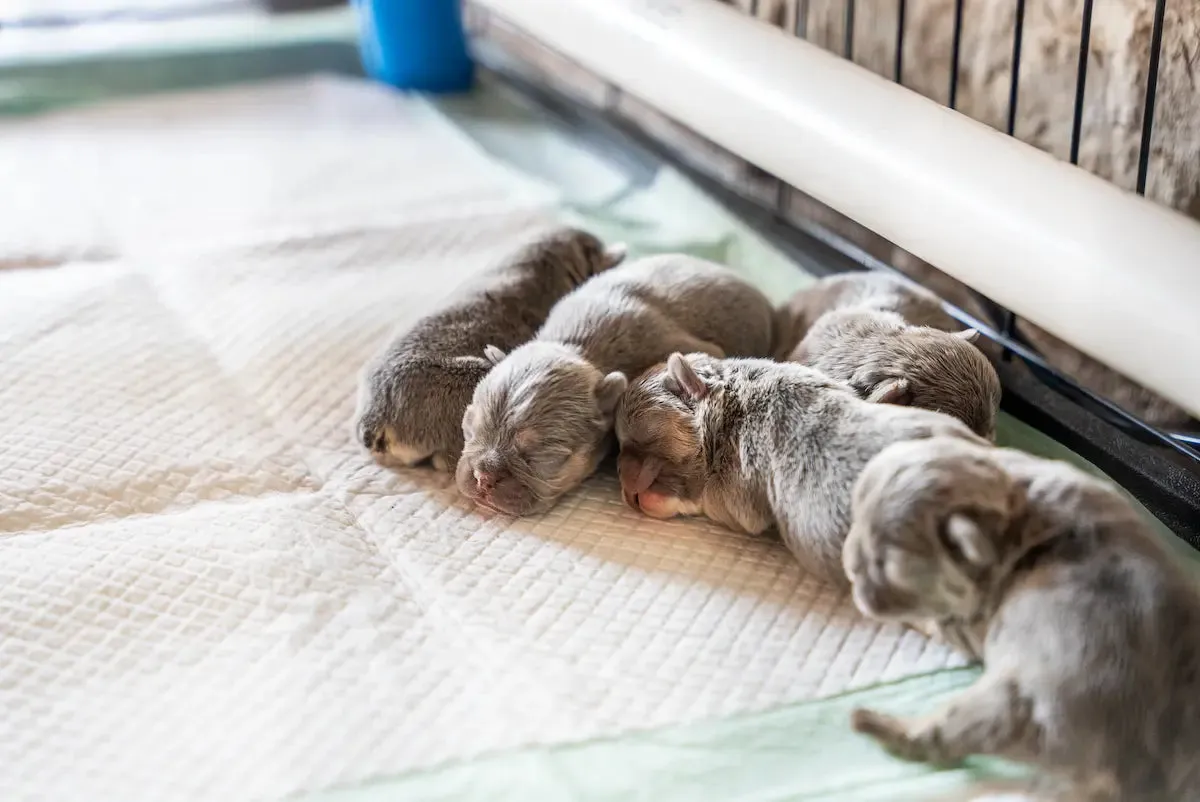 cham-soc-cho-con-mo-coi-hoac-cho-me-it-sua1