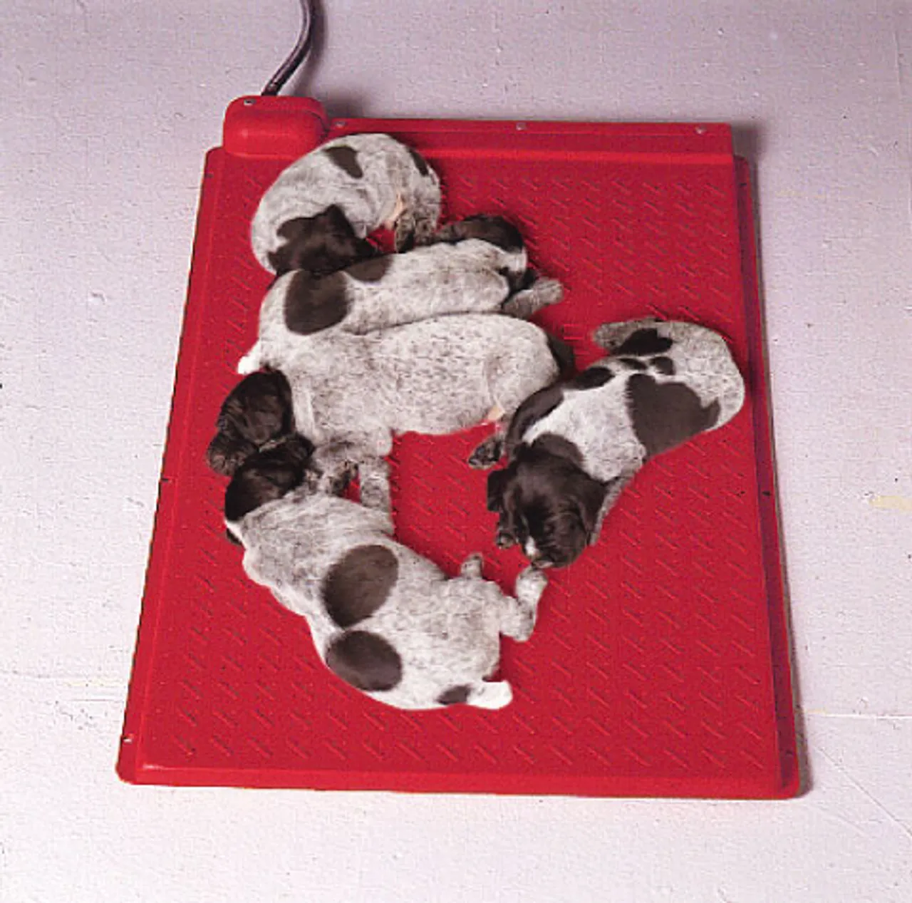 cham-soc-cho-con-mo-coi