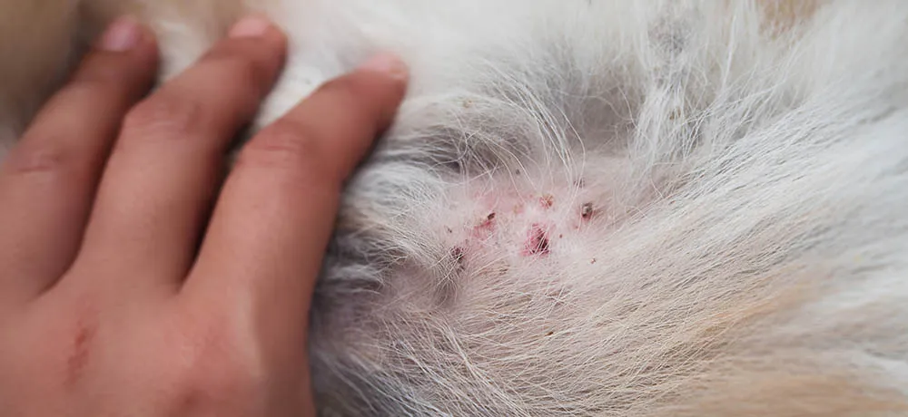 Chó bị dị ứng phải làm sao