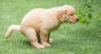 Tiêu chảy là một trong những vấn đề tiêu hoá thường gặp ở chó