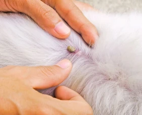 Chó Bị Ve Rận: Dấu Hiệu, Tác Hại Và Cách Điều Trị Hiệu Quả