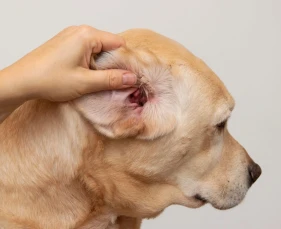 Chó bị dị ứng phải làm sao