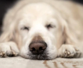 Dấu hiệu chó mèo bị sỏi bàng quang