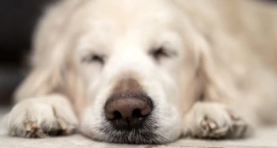 Dấu hiệu chó mèo bị sỏi bàng quang