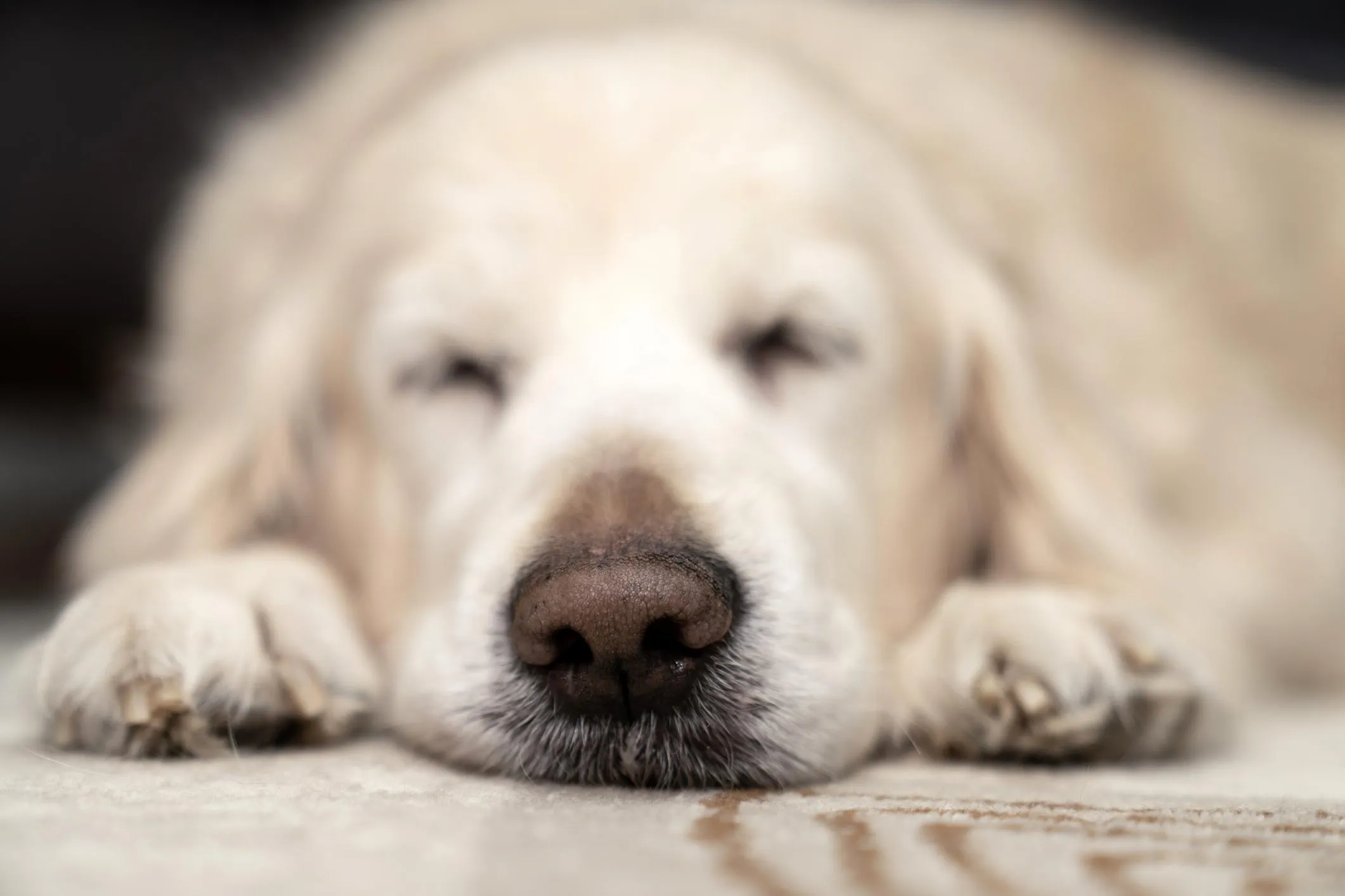 dau-hieu-cho-meo-bi-soi-bang-quang1