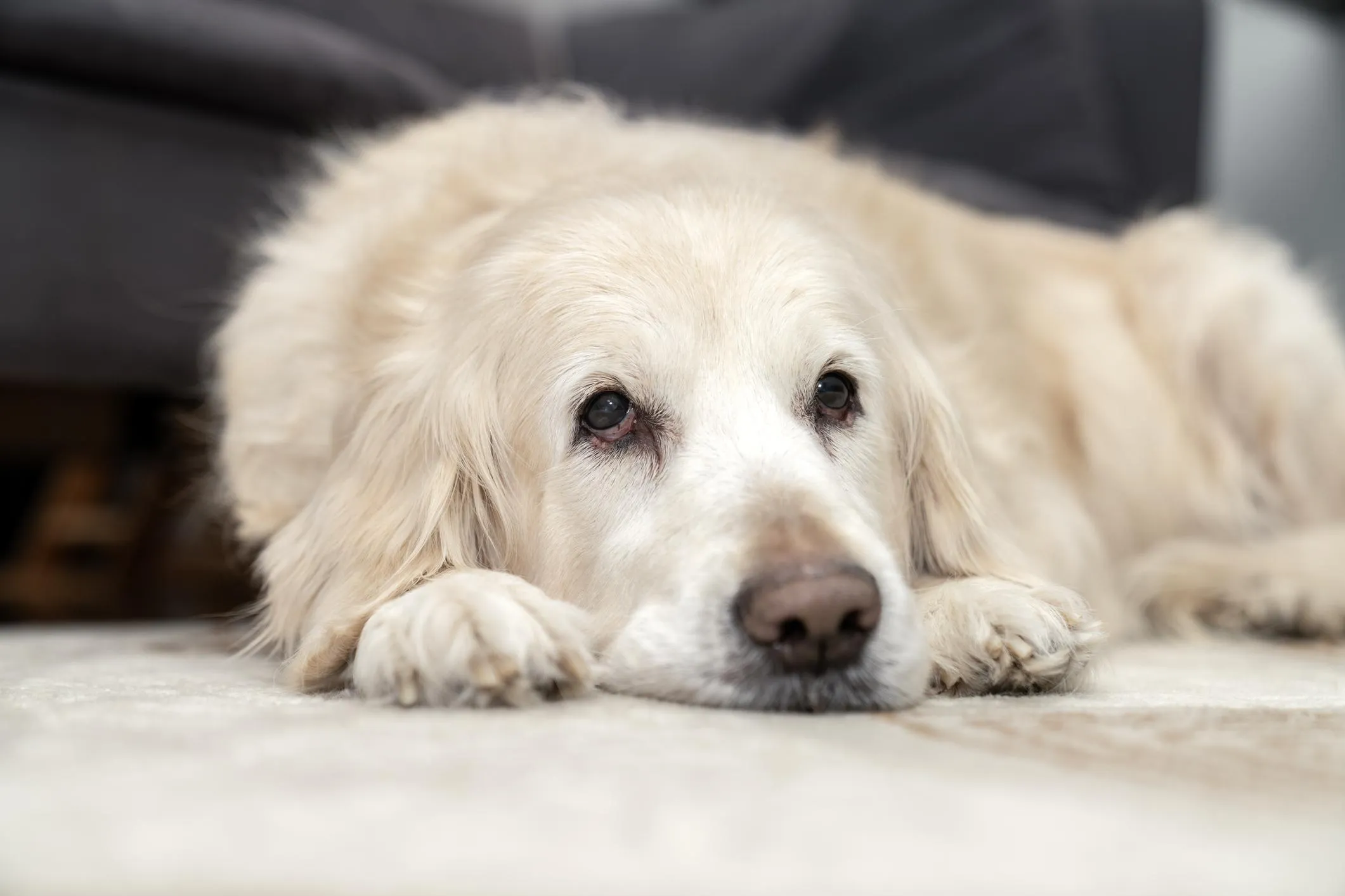 dau-hieu-cho-meo-bi-soi-bang-quang5