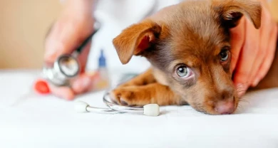 Giun móc ở chó: Dấu hiệu, cách điều trị và phòng ngừa hiệu quả