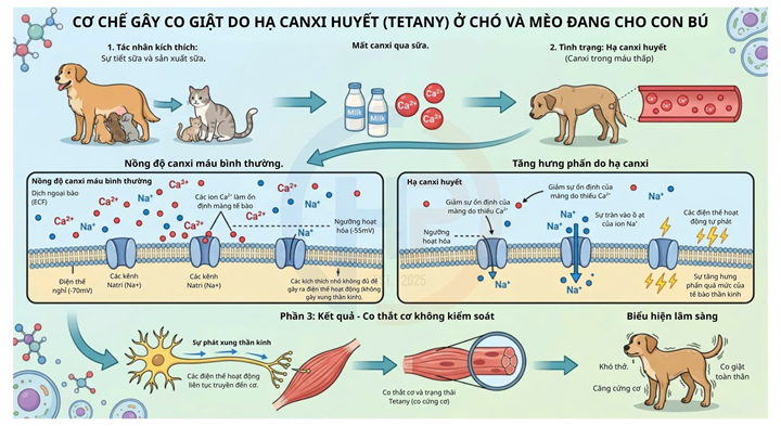 ha-canxi-huyet-sau-sinh
