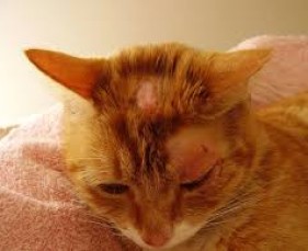 Mèo bị ghẻ do đâu