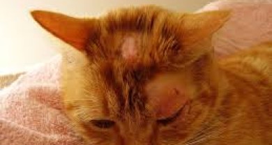 Mèo bị ghẻ do đâu