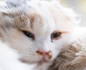 Mèo bị Herpes (FHV-1)