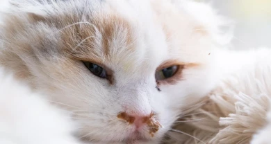 Mèo bị Herpes (FHV-1)