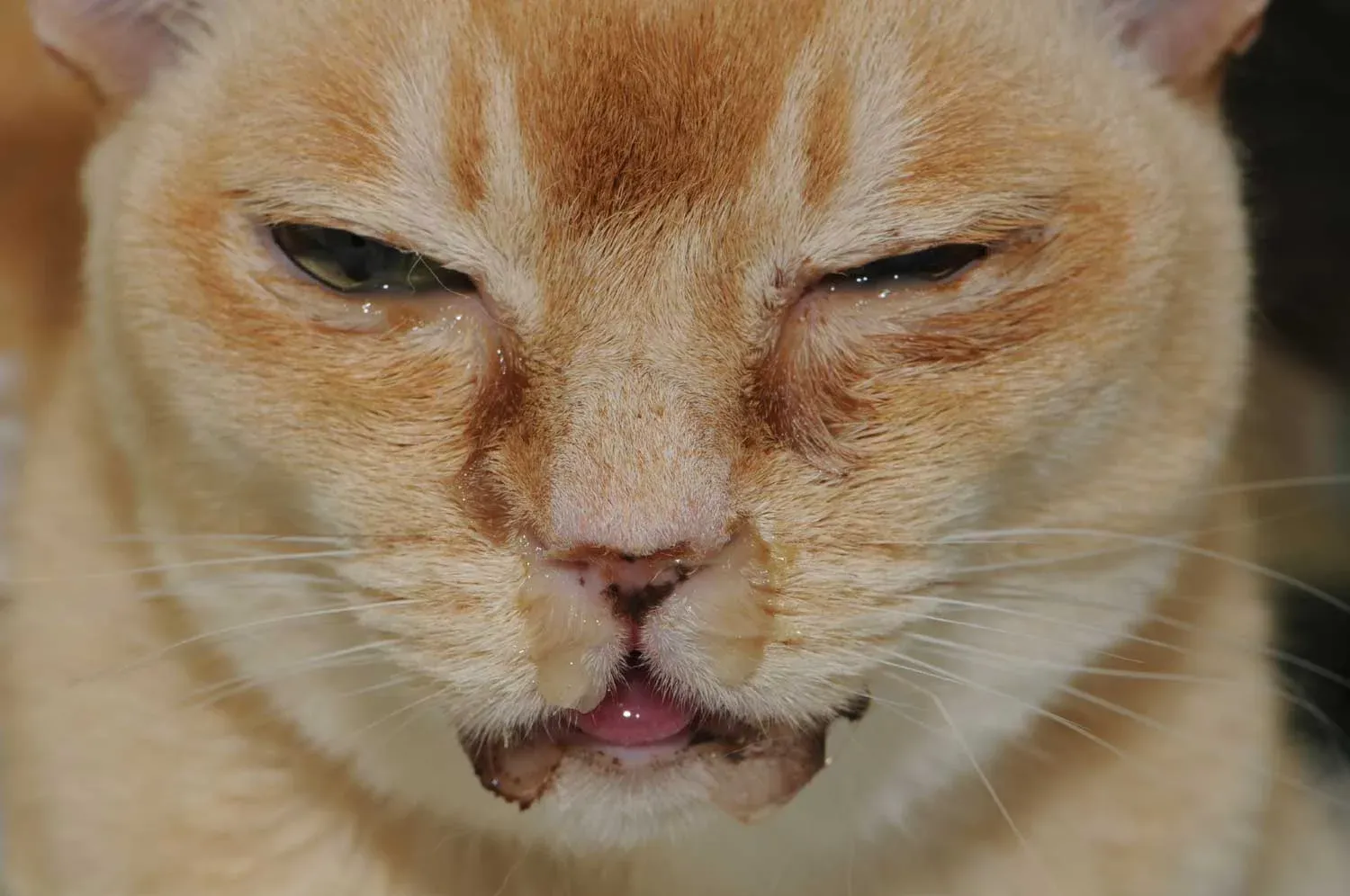 meo-bi-herpes-fhv-14