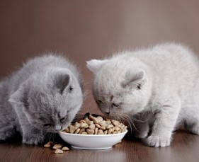 Mèo Con Ăn Gì? Chế Độ Dinh Dưỡng Theo Từng Độ Tuổi Để Phát Triển Khỏe Mạnh