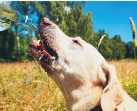 Nước nhu cầu dinh dưỡng thiết yếu