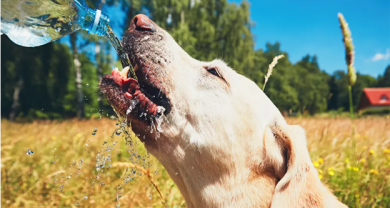 Nước nhu cầu dinh dưỡng thiết yếu