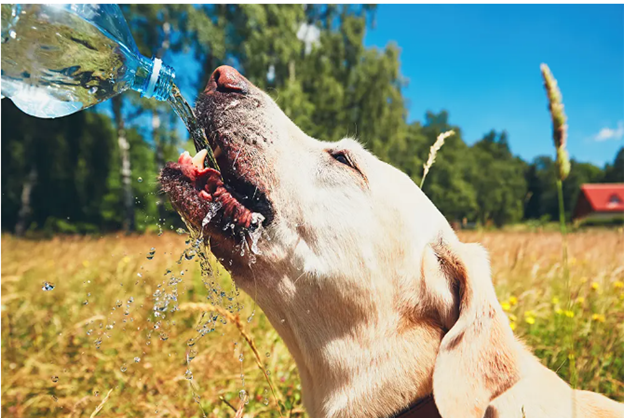 nuoc-nhu-cau-dinh-duong-thiet-yeu