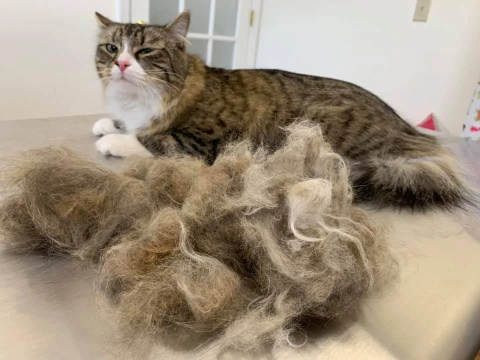 rung-long-o-meo-la-hien-tuong-sinh-ly-hay-dau-hieu-benh-ly