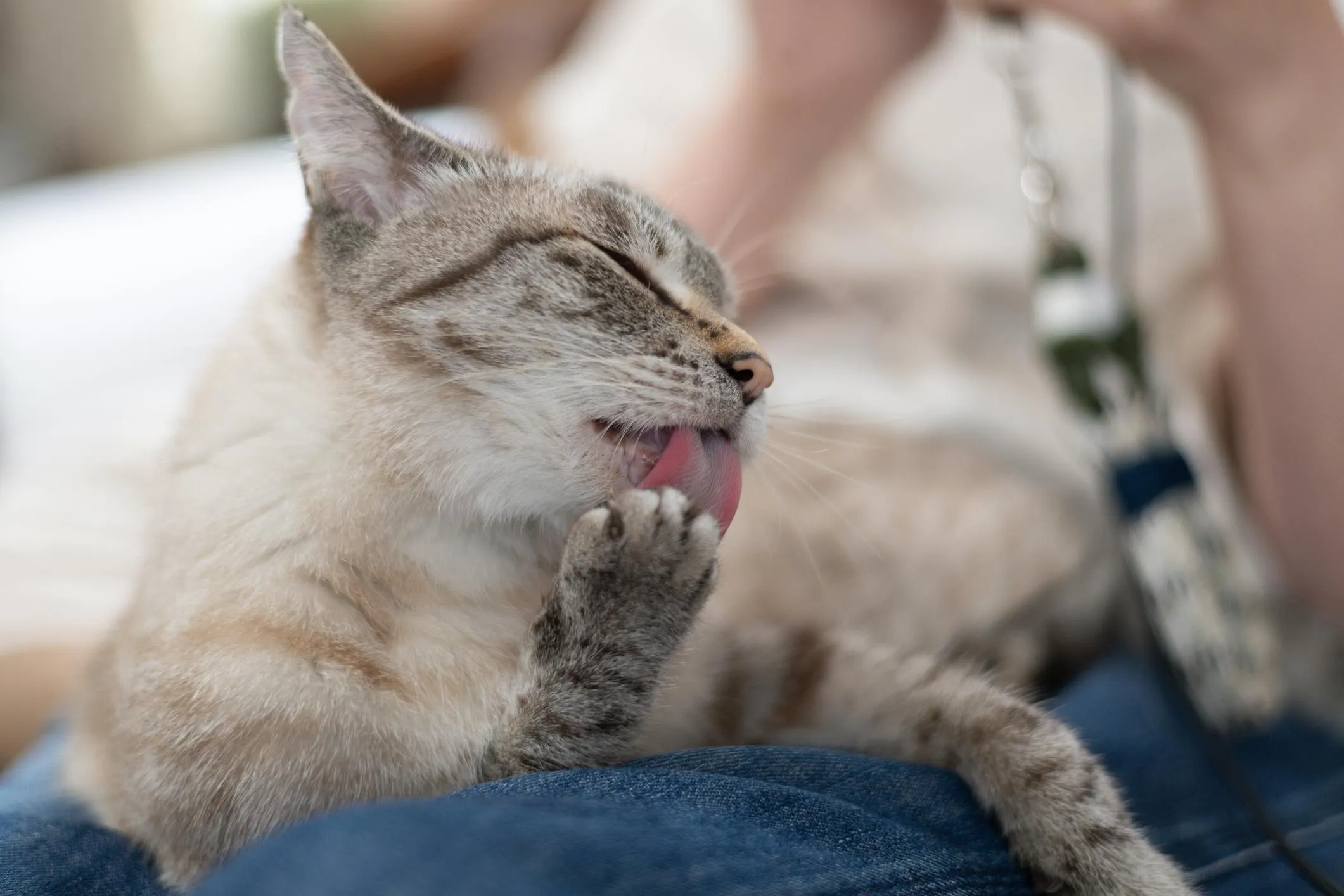 rung-long-o-meo-la-hien-tuong-sinh-ly-hay-dau-hieu-benh-ly1