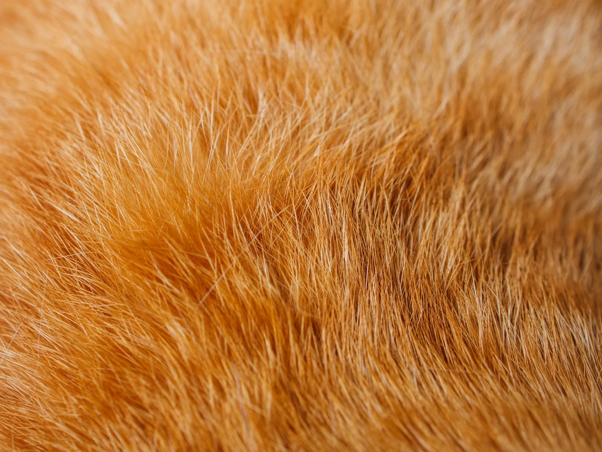 rung-long-o-meo-la-hien-tuong-sinh-ly-hay-dau-hieu-benh-ly12