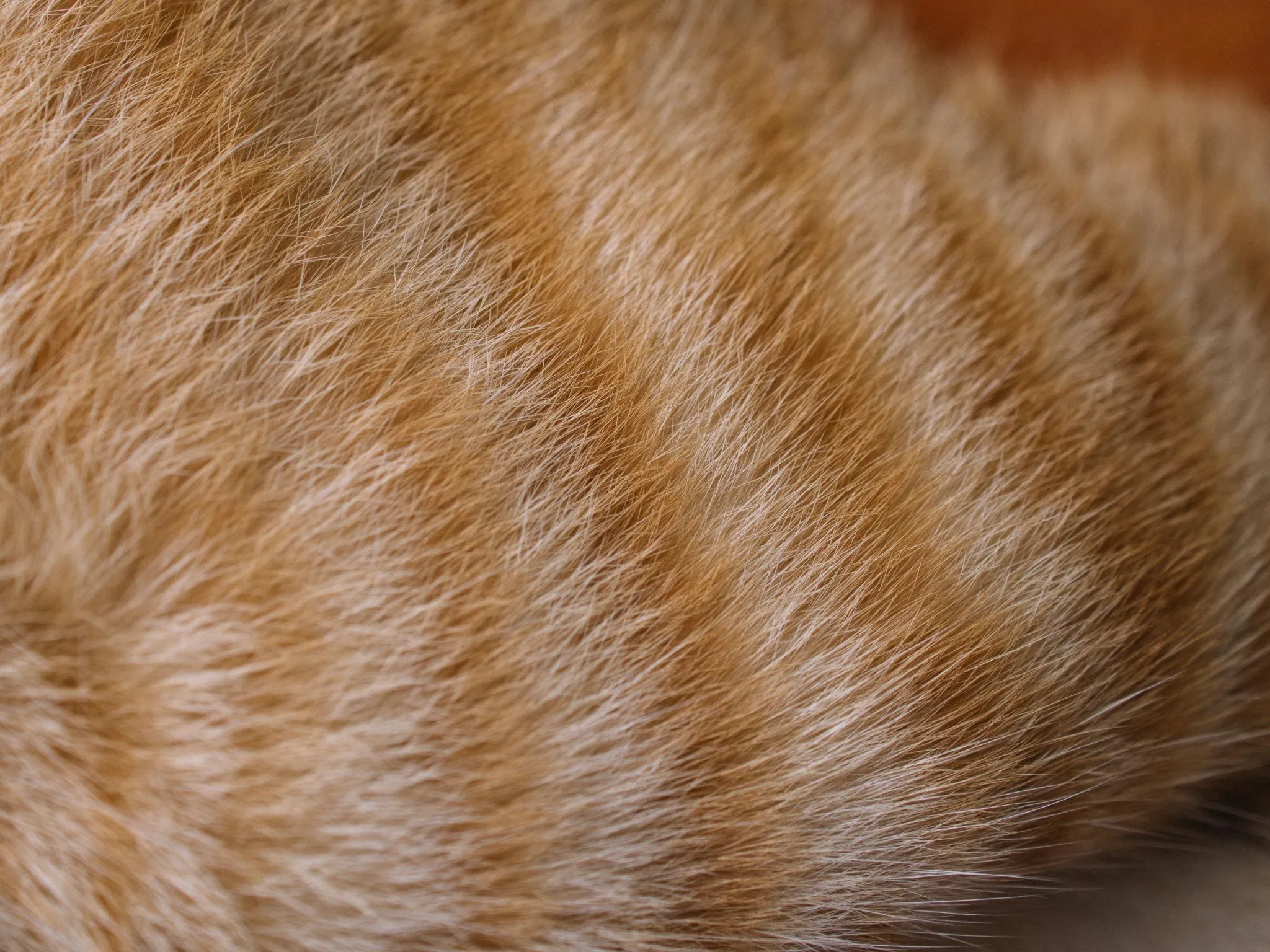 rung-long-o-meo-la-hien-tuong-sinh-ly-hay-dau-hieu-benh-ly4