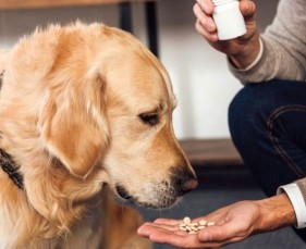 Vì sao phai sổ giun cho  chó và mèo con