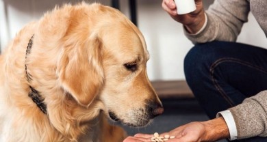 Vì sao phai sổ giun cho  chó và mèo con