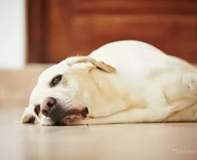 VIÊM GAN TRÊN CHÓ