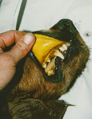 viem-gan-tren-cho1-1